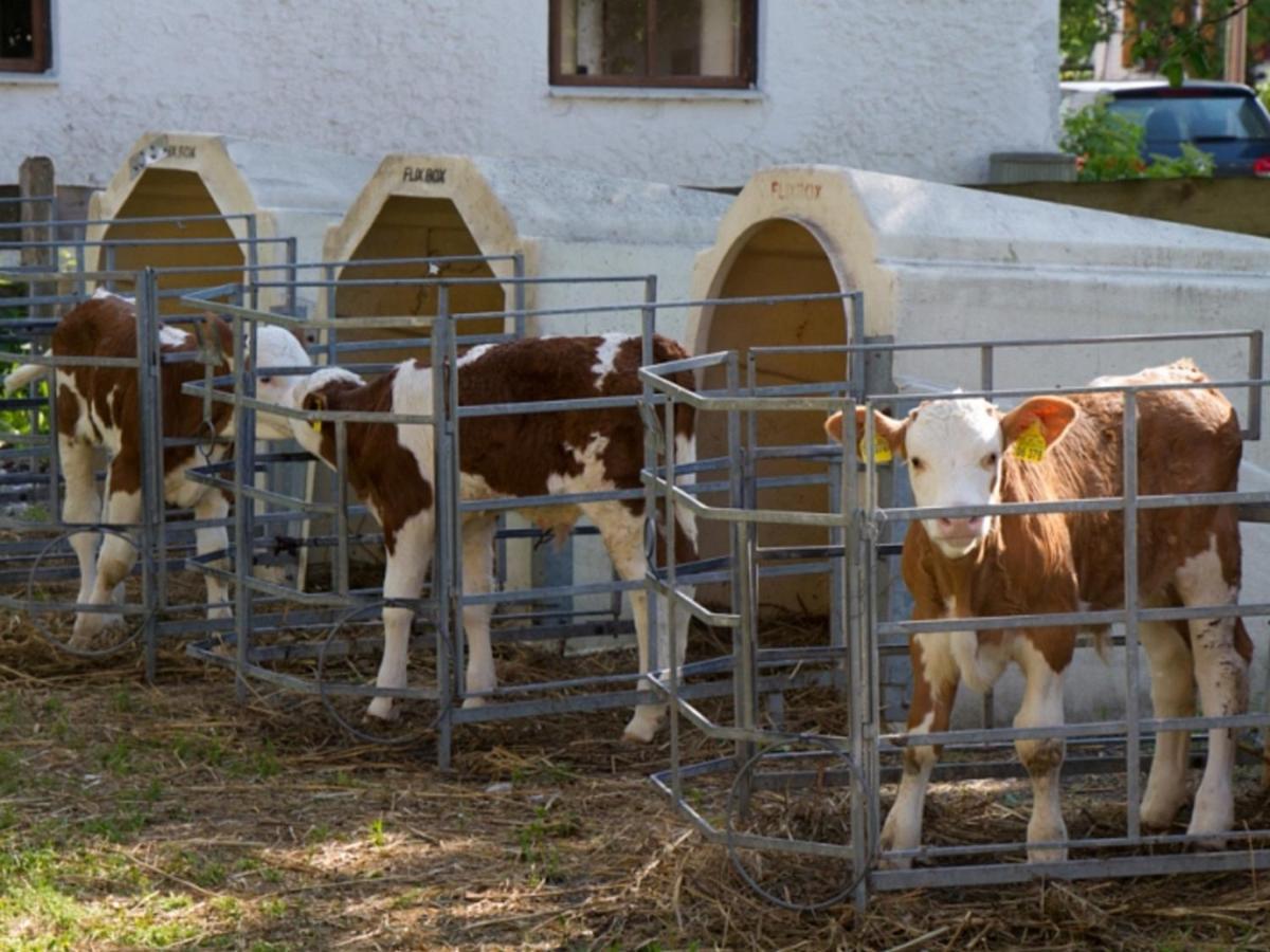 Koenig Andrea Schwaigerhof Rottau Exterior foto